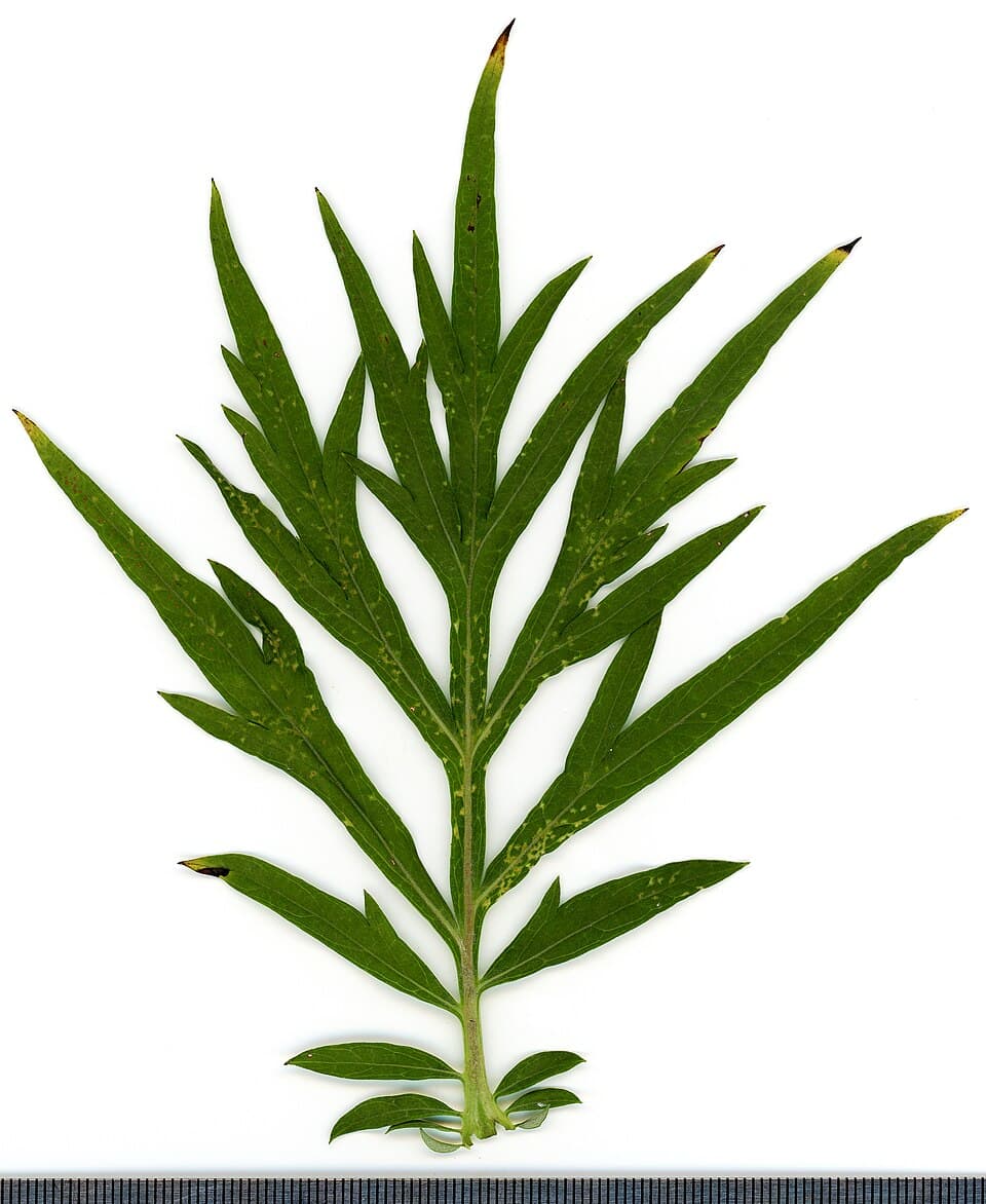 Beifuß