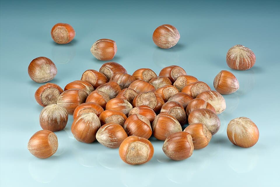 Haselnuss