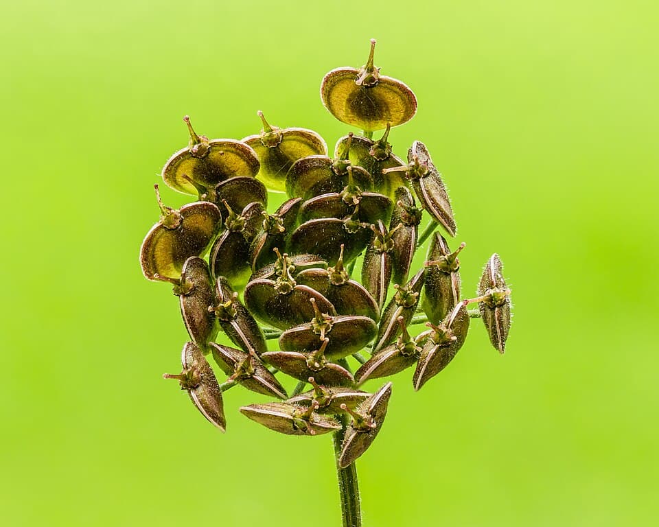 Wiesenbärenklau