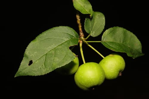 Wildapfel