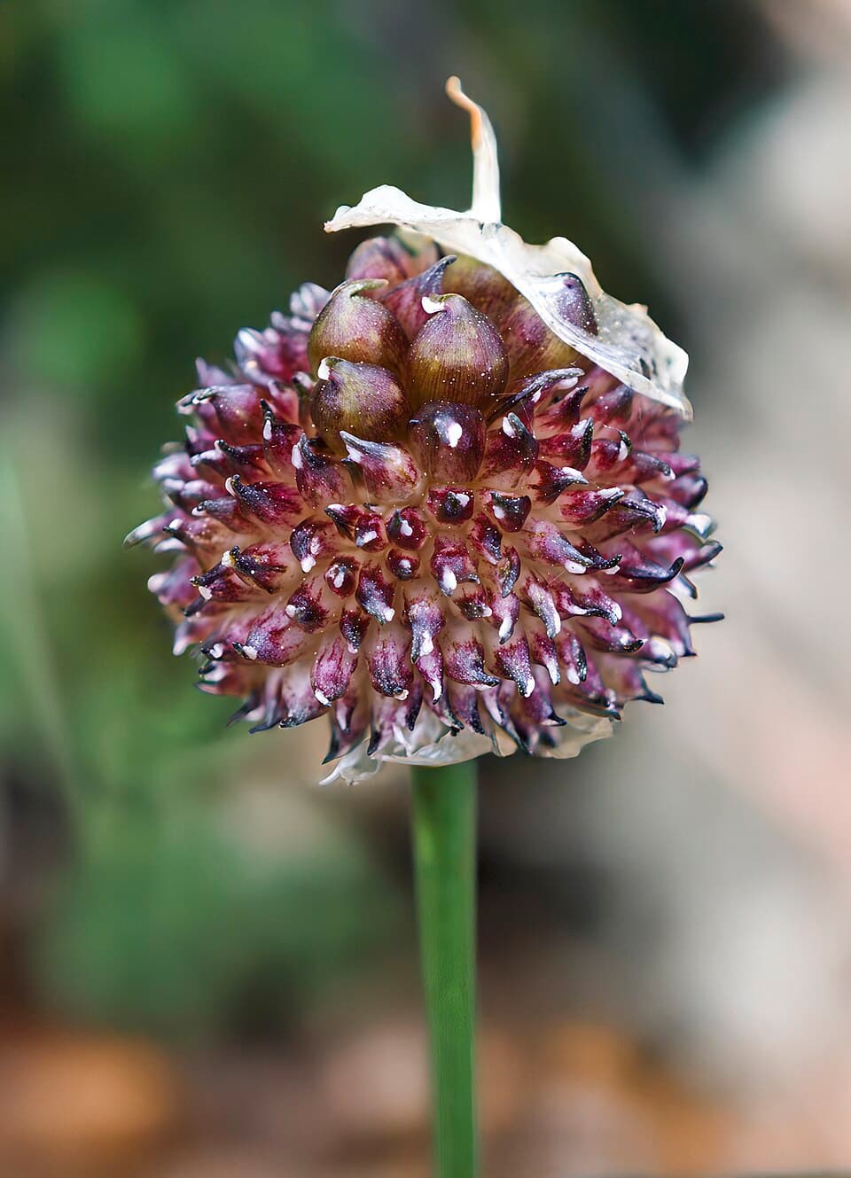 Wilder Knoblauch